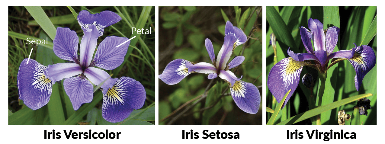 ../../_images/iris_classification.png