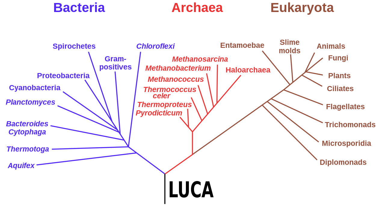 ../../_images/phylogenetic_tree.png