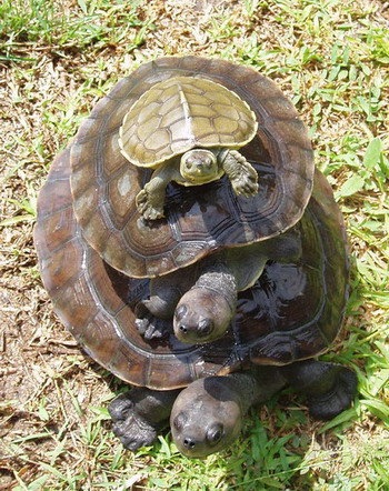 ../../_images/turtles_turtles.png